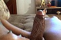 Padova Trans Escort Izabelli Frazao Pornostar 327 6619130 foto selfie 73